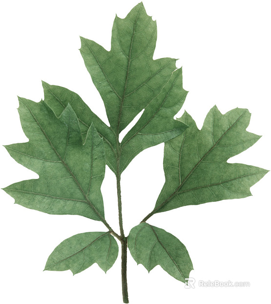leaves texture
