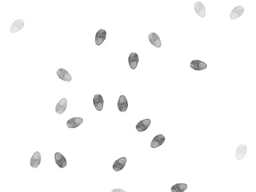 Fingerprint texture (ID:ffajg92827)