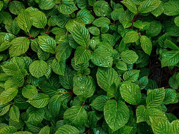 leaves texture (ID:ffagg04425)