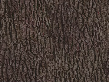 ancient tree bark texture (ID:ffhee980)