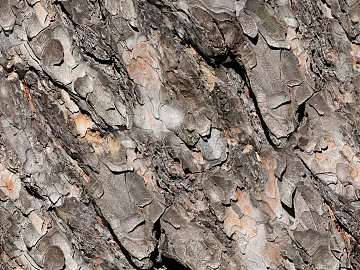 bark trees wood grain texture (ID:ffaeh314227)