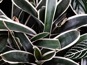 plant pattern texture (ID:ffaeg85647)