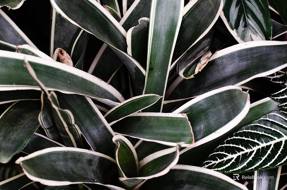 plant pattern texture