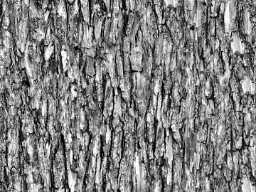 bark texture (ID:ffaag42846)