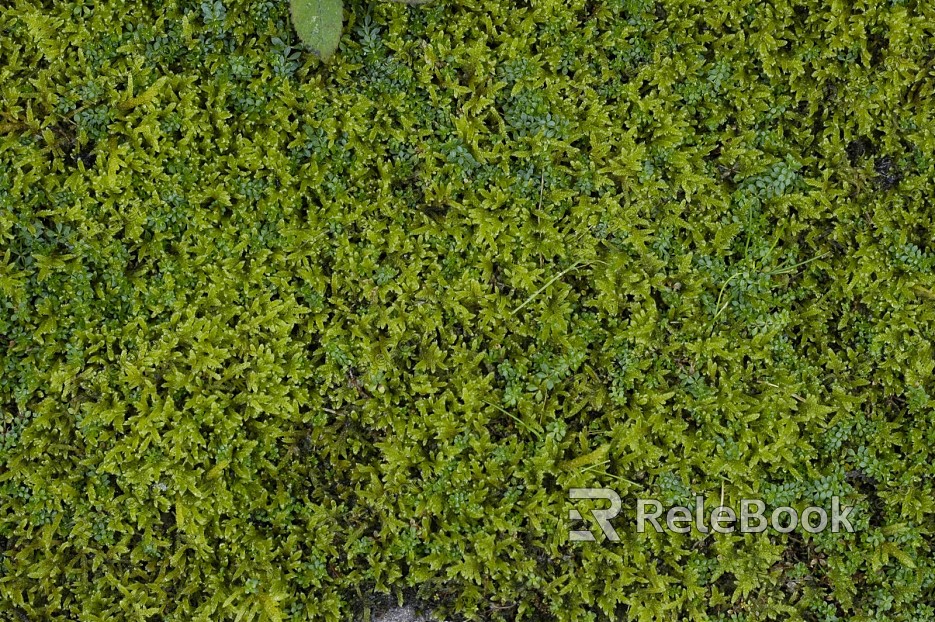 A moss-covered stone pathway winds through a lush, green forest, dotted with ferns and tall trees, creating a serene and enchanting atmosphere.