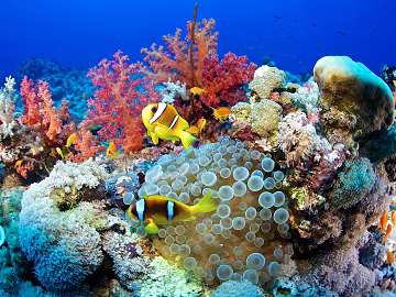 Fish tank texture (ID:ffach214674)