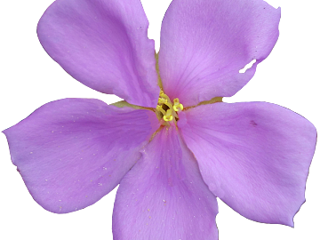 Flowers texture (ID:ffaeg39739)