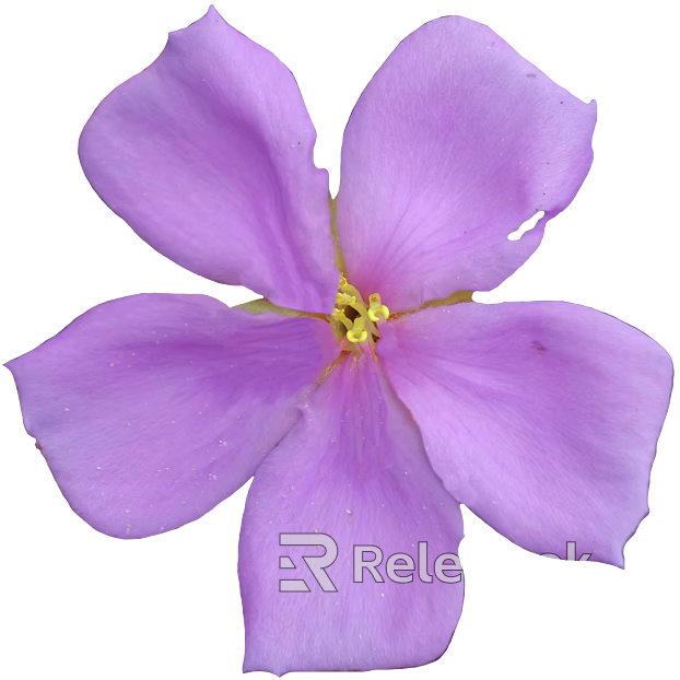 Flowers texture