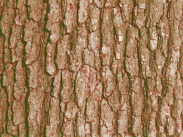bark texture (ID:ffaag18081)