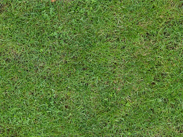 grass lawn turf plant ground texture (ID:ffach824206)