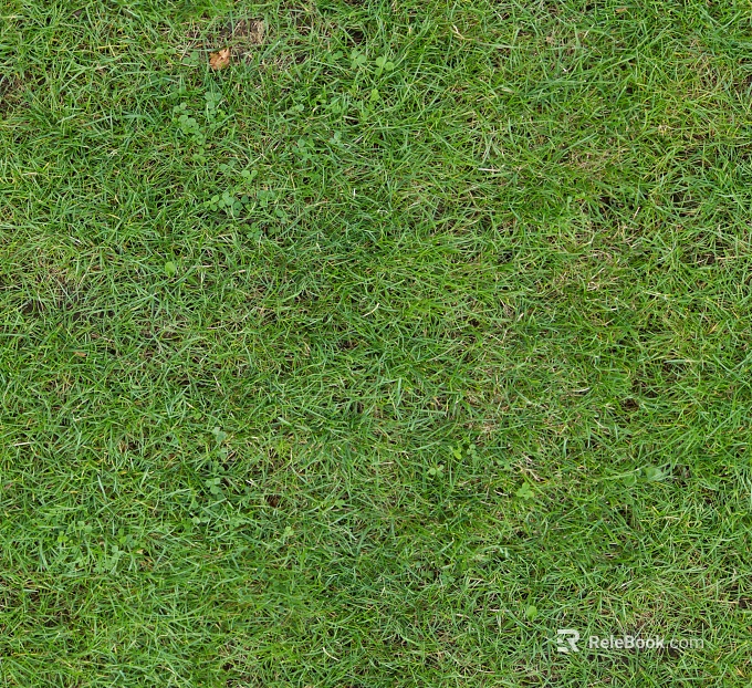 grass lawn turf plant ground texture