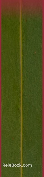 green veined plant leaves texture