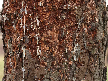 bark texture (ID:ffacg60996)