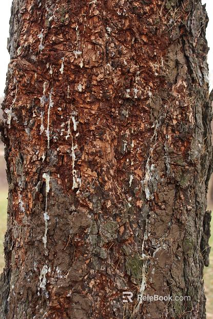 bark texture