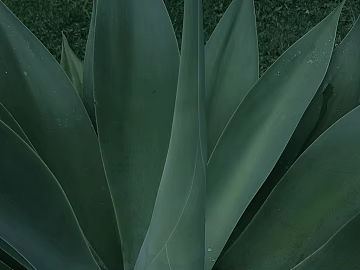 Agave texture (ID:ffabg44139)