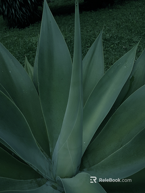 Agave texture