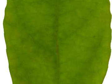 Green Leaf Nature Plant Map texture (ID:ffaeh960129)
