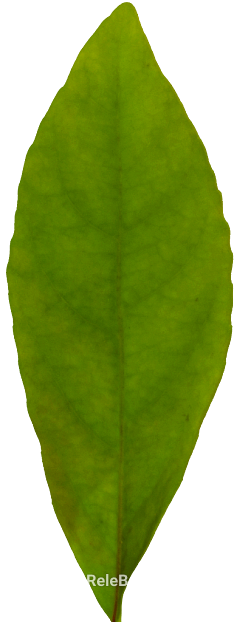 Green Leaf Nature Plant Map texture