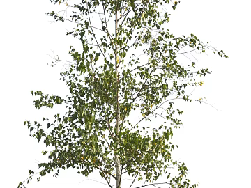 Trees Autumn Trees Big Trees Small Trees Commercial Trees Roadside Trees Community Greening texture (ID:ffach956143)