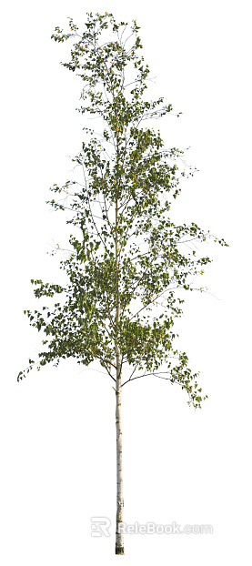Trees Autumn Trees Big Trees Small Trees Commercial Trees Roadside Trees Community Greening texture