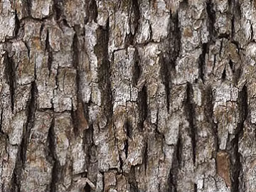 bark texture (ID:ffach615040)