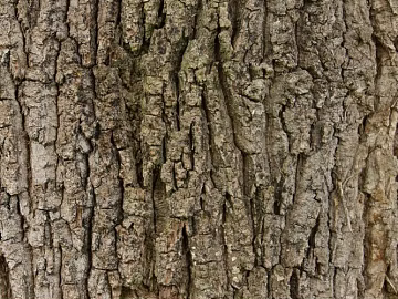 bark texture (ID:ffagg98956)
