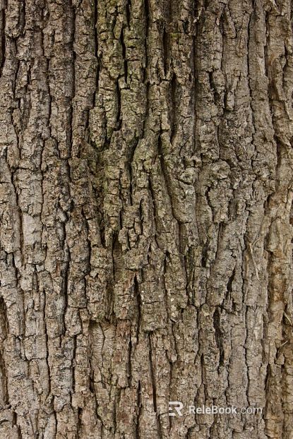 bark texture