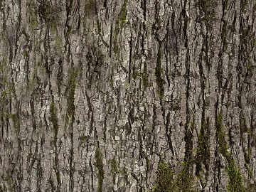 bark texture (ID:ffacg10467)