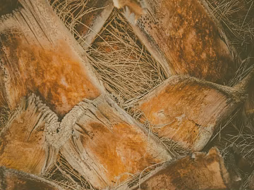 bark texture (ID:ffabg63543)