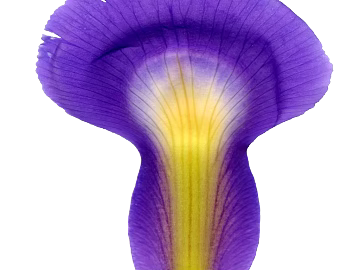 leaves texture (ID:ffaag56439)