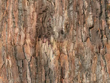 bark texture (ID:ffaef3255)