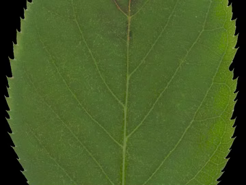 leaves texture (ID:ffaef5090)
