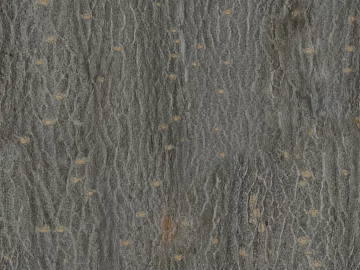 bark texture (ID:ffajg92534)