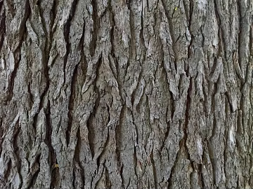 bark texture (ID:ffaag35039)