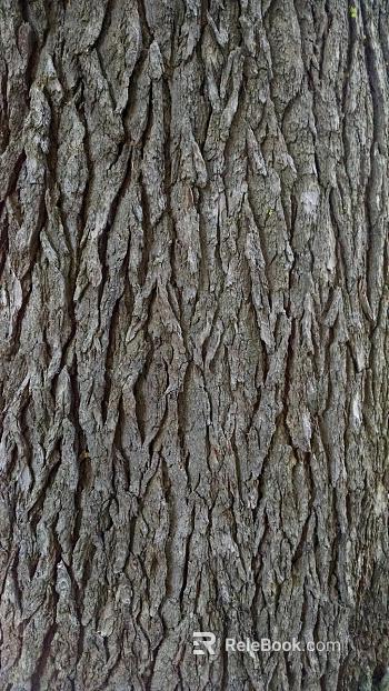 bark texture