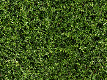 Plants texture (ID:ffacg04489)