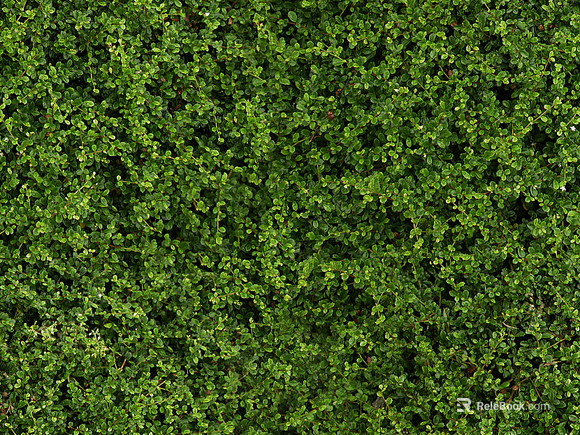 Plants texture