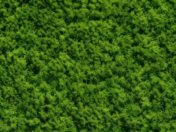 Turf texture (ID:ffach609806)