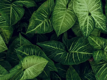 leaves texture (ID:ffajg51214)