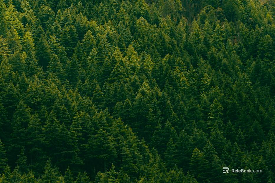 ecological forest background texture