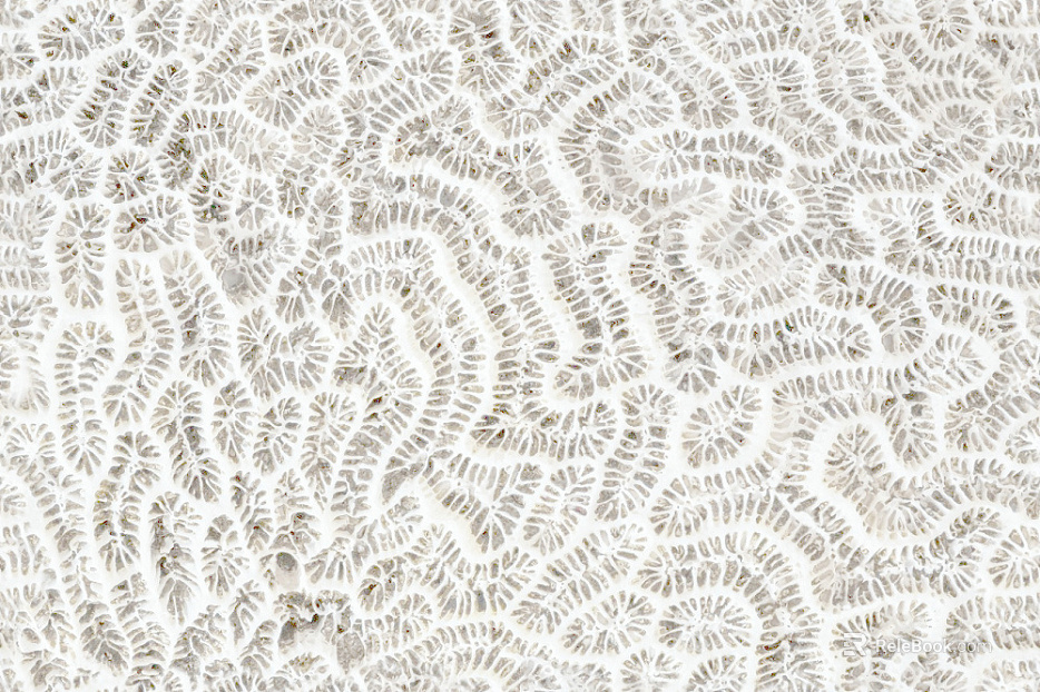 Pattern Wallpaper texture