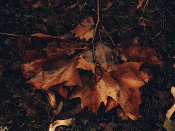 leaves texture (ID:ffagg58388)
