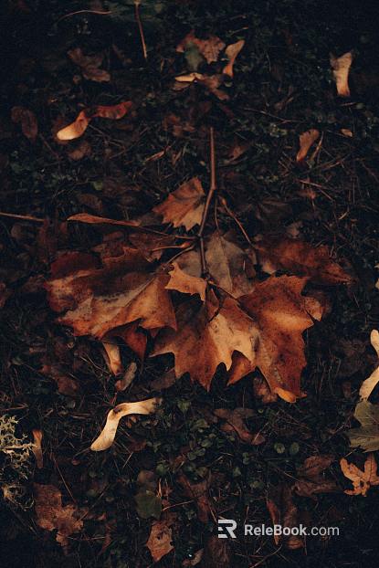 leaves texture