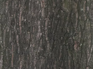 bark texture (ID:ffaeg46517)