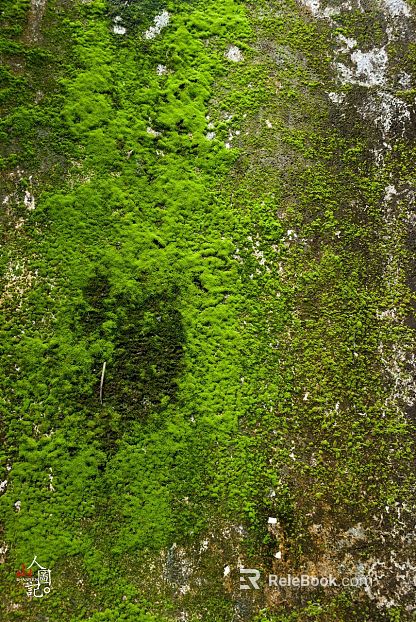 moss texture