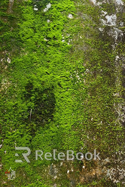 A moss-covered stone path winds through a lush, green forest, dotted with sunlight filtering through the dense canopy above.