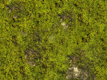 moss texture (ID:ffaag49789)