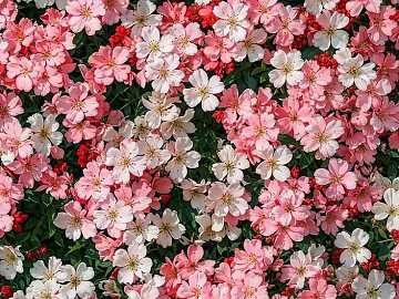 Flowers texture (ID:ffaeh090139)