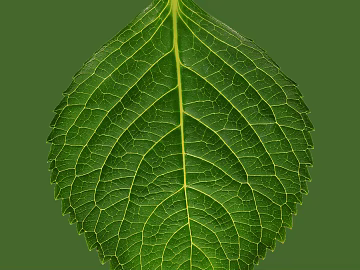 leaves texture (ID:ffabg52974)