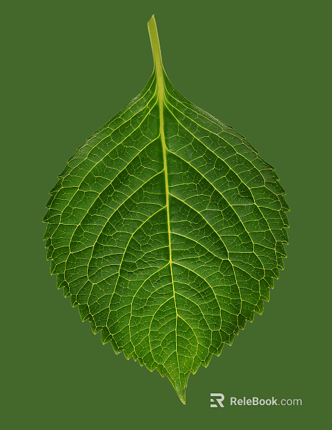 leaves texture